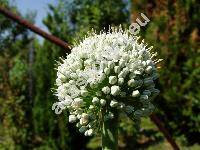 Allium cepa L. (Cepa vulgaris Gars., Allium ascalonicum auct.)