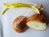 Allium cepa L. (Cepa vulgaris Gars., Allium ascalonicum auct.)