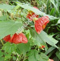 Abutilon x hybridum