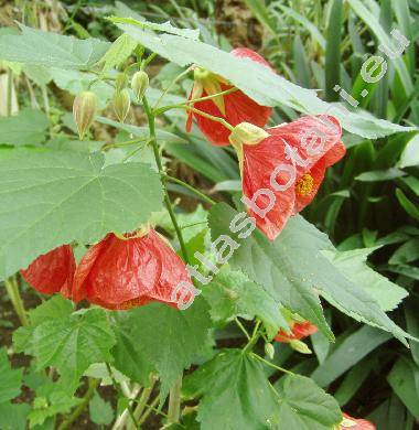 Abutilon x hybridum