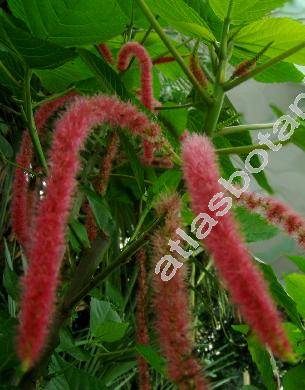 Acalypha hispida Burm. (Acalypha sanderi Br.)