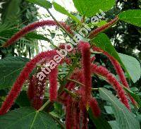 Acalypha hispida Burm. (Acalypha sanderi Br.)