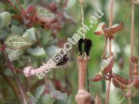 Ceropegia woodii (Ceropegia woodii Schltdl., Ceropegia linearis subsp. woodii)