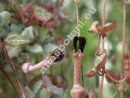 Ceropegia woodii (Ceropegia woodii Schltdl., Ceropegia linearis subsp. woodii)