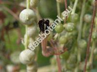 Ceropegia woodii (Ceropegia woodii Schltdl., Ceropegia linearis subsp. woodii)