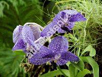 Vanda caerulea Griff.