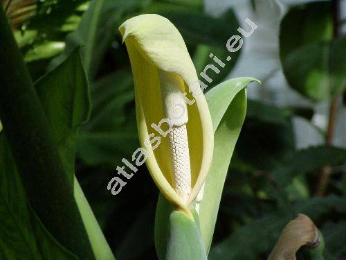Alocasia macrorrhiza (L.) G. Don (Colocasia, Alocasia macrorrhizos (L.) Don, Arum macrorrhizon L.)