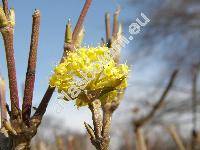 Cornus mas L. (Cornus vernalis L., Macrocarpium mas (L.) Nakai, Cornus mascula Zorn)