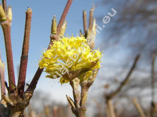 Cornus mas L. (Cornus vernalis L., Macrocarpium mas (L.) Nakai, Cornus mascula Zorn)