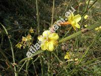 Jasminum nudiflorum (Jasminum nudiflorum Lindl.)