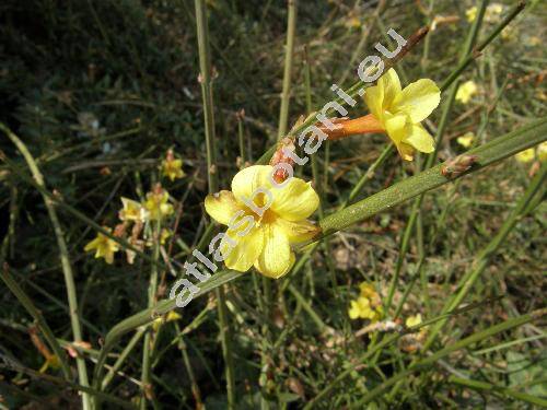 Jasminum nudiflorum (Jasminum nudiflorum Lindl.)