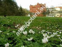 Anemone nemorosa L. (Anemonoides nemorosa (L.))