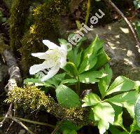 Anemone nemorosa L. (Anemonoides nemorosa (L.))