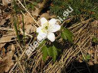 Anemone nemorosa L. (Anemonoides nemorosa (L.))