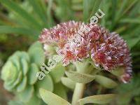 Sedum cauticola Praeg. (Sedum cauticolum Praeg.)