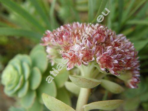 Sedum cauticola Praeg. (Sedum cauticolum Praeg.)