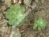 Sedum cauticola Praeg. (Sedum cauticolum Praeg.)