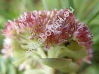 Sedum cauticola Praeg. (Sedum cauticolum Praeg.)