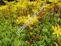 Sedum hybridum L. (Aizopsis hybrida (L.) Grulich)