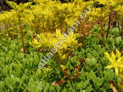 Sedum hybridum L. (Aizopsis hybrida (L.) Grulich)