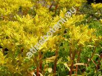 Sedum hybridum L. (Aizopsis hybrida (L.) Grulich)