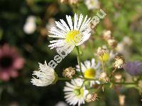 Erigeron annuus (L.) Pers. subsp. septentrionalis (Fern. et Wieg.) Wag. (Stenactis annua (L.) Cass. subsp. septentrionalis, Phalacroloma annuum (L.) Dumort. subsp. septentrionale, Phalacroloma septentrionale (Fern. et Wieg.) Tzvelev)