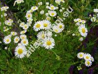 Erigeron annuus (L.) Pers. subsp. septentrionalis (Fern. et Wieg.) Wag. (Stenactis annua (L.) Cass. subsp. septentrionalis, Phalacroloma annuum (L.) Dumort. subsp. septentrionale, Phalacroloma septentrionale (Fern. et Wieg.) Tzvelev)