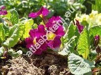 Primula vulgaris 'Hybrida' (Primula vulgaris Huds., Primula acaulis (L.) Hill)