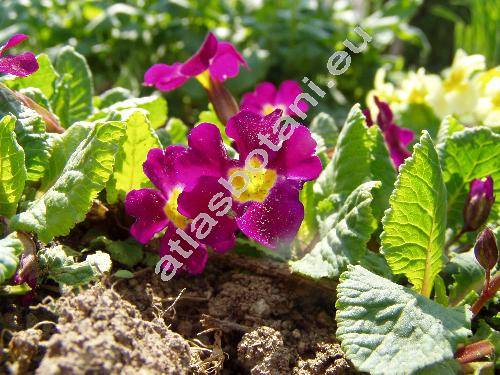 Primula vulgaris 'Hybrida' (Primula vulgaris Huds., Primula acaulis (L.) Hill)