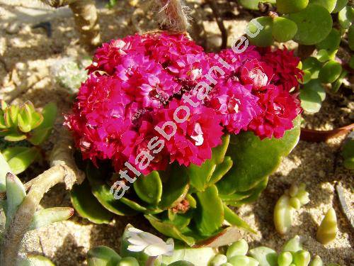 Kalanchoe blossfeldiana Poellnitz