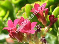 Kalanchoe blossfeldiana Poellnitz