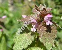 Lamium purpureum L.