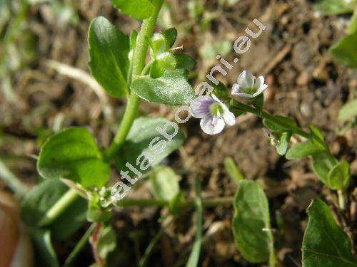 Veronica serpyllifolia L.