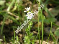 Veronica serpyllifolia L.