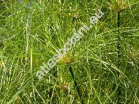 Cyperus papyrus L.