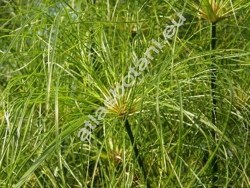 Cyperus papyrus L.