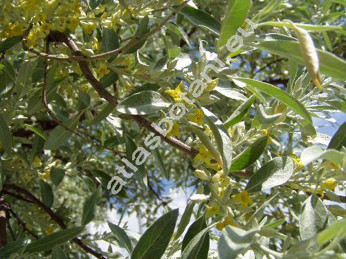 Elaeagnus angustifolia L.