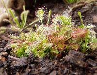 Drosera rotundifolia L.