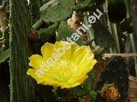 Opuntia ficus-indica (L.) Mill.