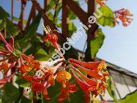 Lonicera 'Scarlet'