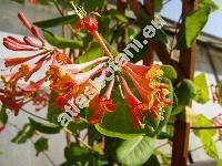 Lonicera 'Scarlet'