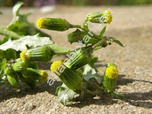 Senecio vulgaris L.