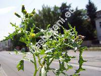 Senecio vulgaris L.