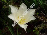 Tulipa 'White Triumphator'