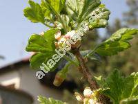 Ribes uva-crispa L. (Grossularia uva-crispa (L.) Mill., Grossularia reclinata)