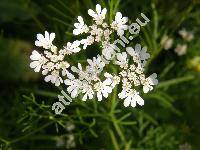 Coriandrum sativum L. (Bifora loureirii Kost.)