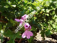 Pelargonium odoratissimum (L.) Ait.