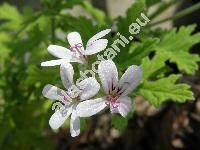 Pelargonium odoratissimum (L.) Ait.