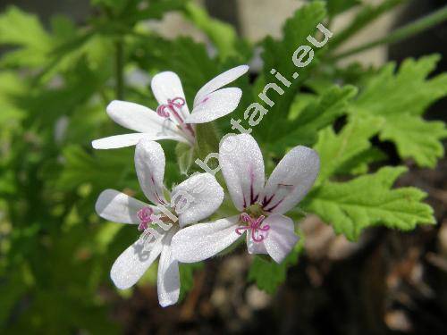 Pelargonium odoratissimum (L.) Ait.