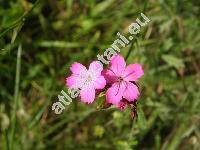 Dianthus carthusianorum L. (Tunica carthusianorum (L.) Scop.)